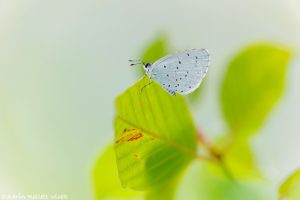 Celastrina argiolus / Faulbaumbläuling