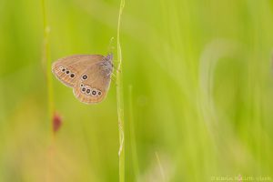 Coenonympha oedippus / Moor-Wiesenvögelchen