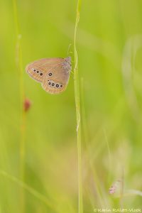 Coenonympha oedippus / Moor-Wiesenvögelchen