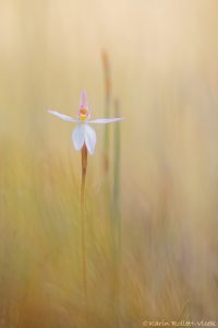 Caladenia alata / Fairy orchid