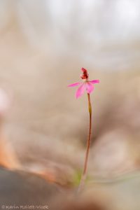 Caladenia carnea / Pink fingers