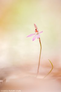 Caladenia carnea / Pink fingers