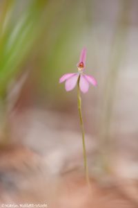 Caladenia carnea / Pink fingers