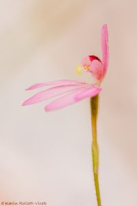 Caladenia carnea / Pink fingers
