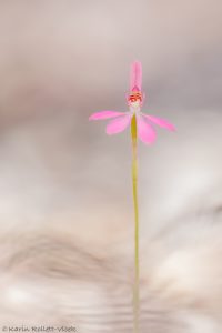 Caladenia carnea / Pink fingers