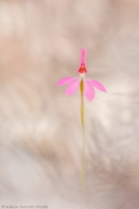 Caladenia carnea / Pink fingers