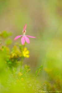 Caladenia carnea / Pink fingers