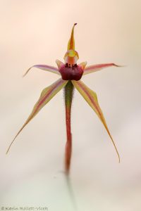 Caladenia clavigera - Clubbed spider orchid