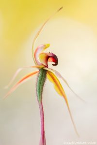 Caladenia clavigera - Clubbed spider orchid