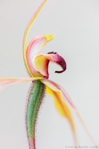 Caladenia clavigera - Clubbed spider orchid