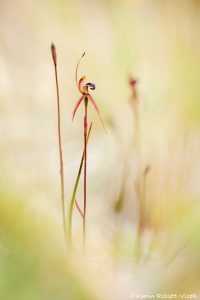 Caladenia clavigera - Clubbed spider orchid