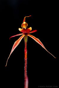 Caladenia clavigera - Clubbed spider orchid