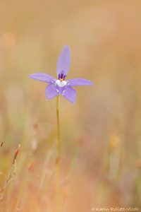 Glossodia major / Waxlip orchid