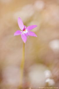 Glossodia major / Waxlip orchid