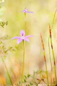 Glossodia major / Waxlip orchid