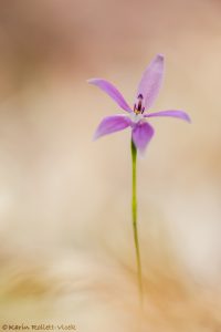 Glossodia major / Waxlip orchid