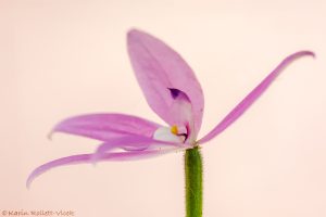 Glossodia major / Waxlip orchid