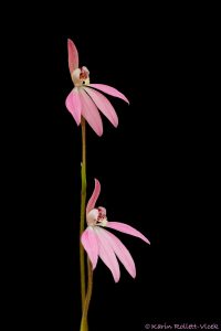 Caladenia tonellii / Robust fingers