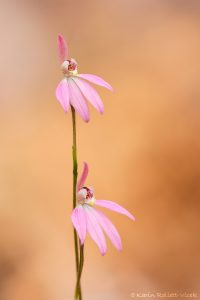 Caladenia tonellii / Robust fingers
