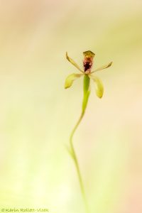 Caladenia transitoria / Green caladenia