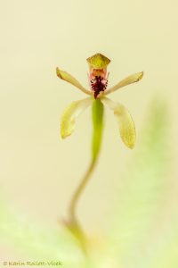 Caladenia transitoria / Green caladenia