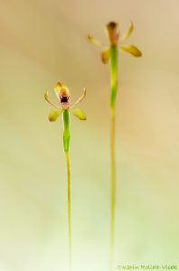 Caladenia transitoria / Green caladenia