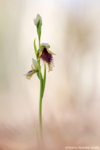 Calochilus platychilus - Woodland beard-orchid