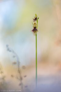 Calochilus platychilus - Woodland beard-orchid