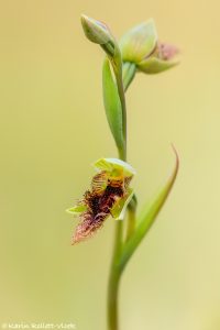 Calochilus platychilus - Woodland beard-orchid