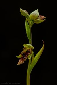 Calochilus platychilus - Woodland beard-orchid