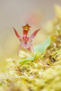 Chiloglottis triceratops - Three-horned bird orchid