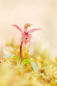 Chiloglottis triceratops - Three-horned bird orchid