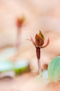 Chiloglottis triceratops - Three-horned bird orchid