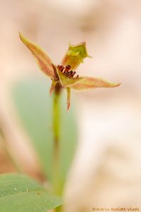 Chiloglottis triceratops - Three-horned bird orchid