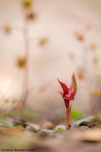 Chiloglottis triceratops - Three-horned bird orchid