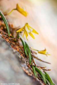 Dendrobium striolatum / Streaked rock orchid