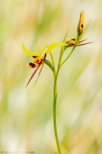 Diuris sulphurea - Tiger orchid