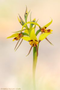 Diuris sulphurea - Tiger orchid