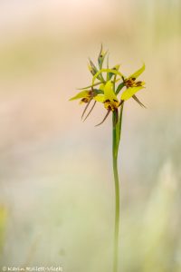 Diuris sulphurea - Tiger orchid