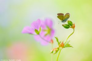 Eumedonia eumedon / Storchschnabel-Bläuling