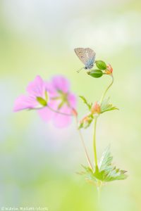 Eumedonia eumedon / Storchschnabel-Bläuling