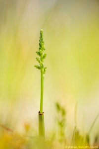 Microtis unifolia / Common onion orchid