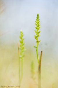 Microtis unifolia / Common onion orchid