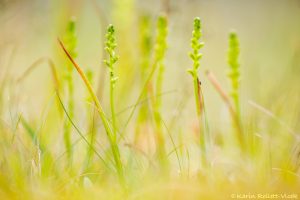 Microtis unifolia / Common onion orchid