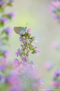 Phengaris arion / Thymian-Ameisenbläuling