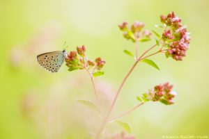 Phengaris arion / Thymian-Ameisenbläuling