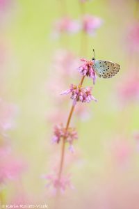 Phengaris arion / Thymian-Ameisenbläuling