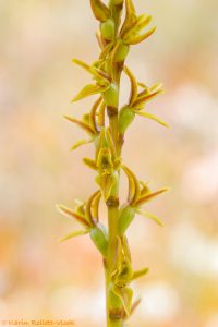 Prasophyllum concinnum / Trim leek orchid