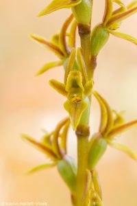 Prasophyllum concinnum / Trim leek orchid