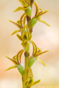 Prasophyllum concinnum / Trim leek orchid